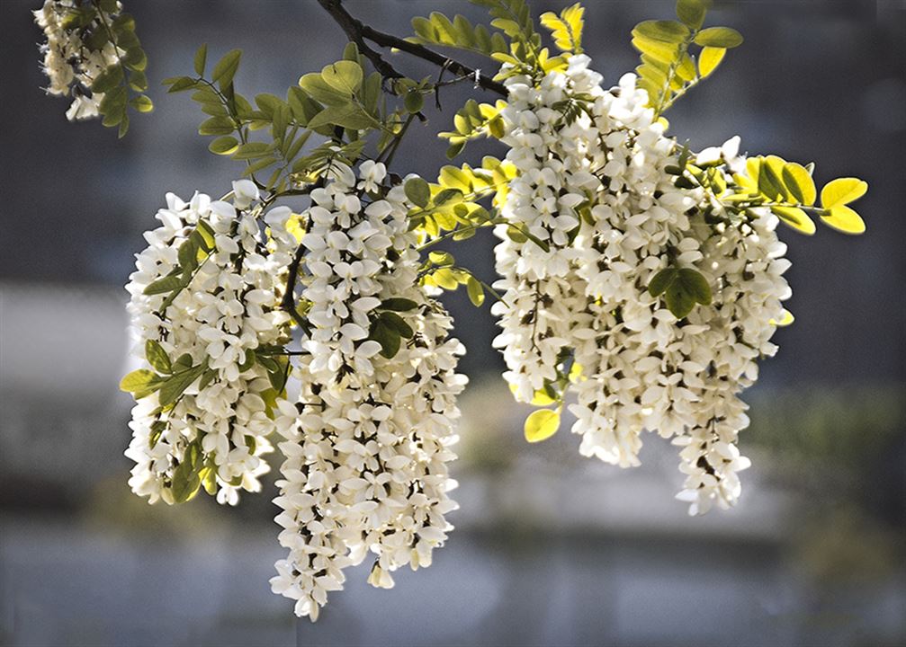 Acacia